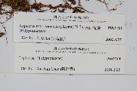 玉山瓦葦藏品圖，第2張