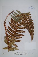 喜馬拉雅耳蕨藏品圖，第1張