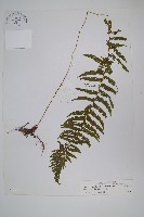 密腺副金星蕨藏品圖，第1張