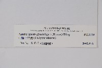 密腺副金星蕨藏品圖，第2張