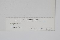 登錄號:P003771藏品圖，第2張