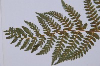 登錄號:P003772藏品圖，第3張