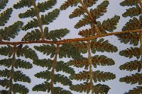 登錄號:P003772藏品圖，第5張