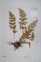 察隅薄鱗蕨藏品圖，第1張