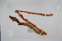 登錄號:P003775藏品圖，第1張