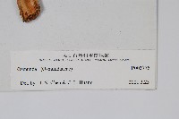 登錄號:P003775藏品圖，第2張