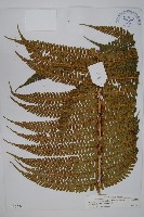 瓦氏鱗毛蕨藏品圖，第1張