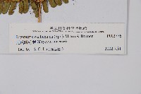 瓦氏鱗毛蕨藏品圖，第2張