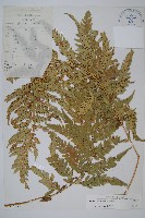 登錄號:P003777藏品圖，第1張