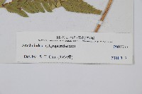 登錄號:P003777藏品圖，第2張