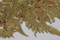 登錄號:P003777藏品圖，第3張