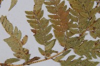 登錄號:P003777藏品圖，第5張