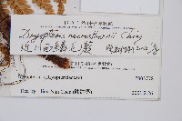 近川西鱗毛蕨藏品圖，第2張