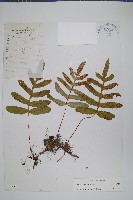 登錄號:P003779藏品圖，第1張