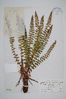 高山耳蕨藏品圖，第1張