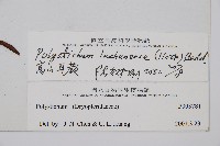 高山耳蕨藏品圖，第2張