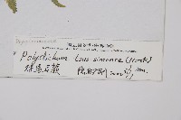 馬祖耳蕨藏品圖，第2張