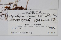 玉山茀蕨藏品圖，第2張