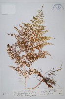 美小膜蓋蕨藏品圖，第1張