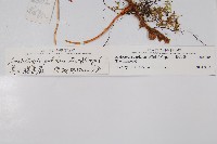 美小膜蓋蕨藏品圖，第2張