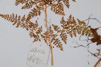 美小膜蓋蕨藏品圖，第5張