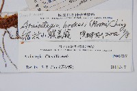 宿枝小膜蓋蕨藏品圖，第2張