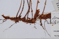 宿枝小膜蓋蕨藏品圖，第3張