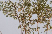 宿枝小膜蓋蕨藏品圖，第4張