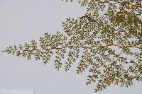 宿枝小膜蓋蕨藏品圖，第5張