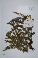 登錄號:P003788藏品圖，第1張