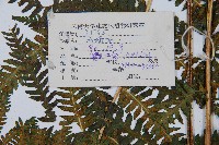 登錄號:P003788藏品圖，第2張