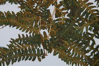 登錄號:P003788藏品圖，第3張