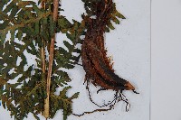 登錄號:P003788藏品圖，第4張