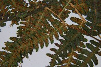 登錄號:P003788藏品圖，第5張