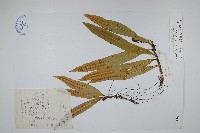 兩色瓦葦藏品圖，第1張