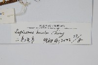 兩色瓦葦藏品圖，第2張