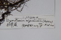 二條線蕨藏品圖，第2張