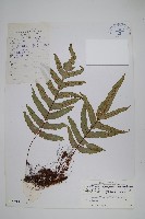 烏鱗假瘤蕨藏品圖，第1張