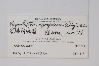 烏鱗假瘤蕨藏品圖，第2張