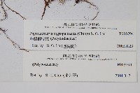 烏鱗假瘤蕨藏品圖，第2張