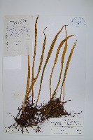 褐基劍蕨藏品圖，第1張