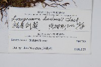 褐基劍蕨藏品圖，第2張