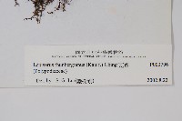 瓦葦藏品圖，第2張