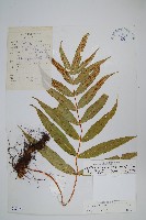 多羽節肢蕨藏品圖，第1張