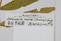 多羽節肢蕨藏品圖，第2張