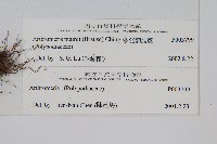 多羽節肢蕨藏品圖，第2張