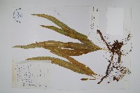 兩色瓦葦藏品圖，第1張