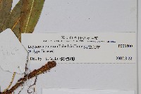 兩色瓦葦藏品圖，第2張