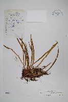 長瓦葦藏品圖，第1張