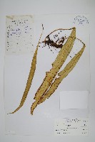 大瓦葦藏品圖，第1張